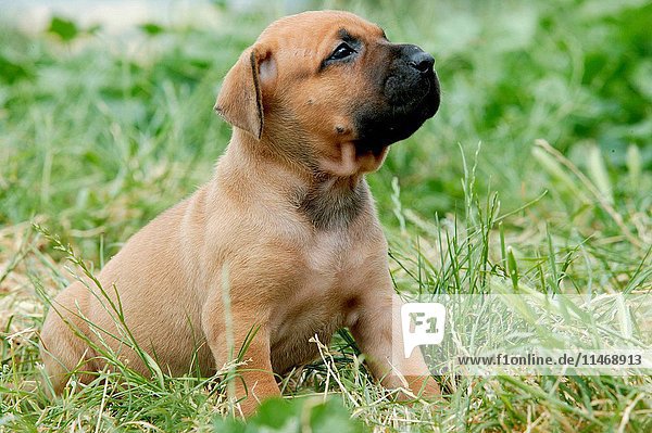 Dogo canario  also known as Presa Canario  breed originating in the Canary Islands as guard and cattle dog  a gentle giant  protective  alert  even-tempered  Canis familiaris  puppy in grass. (Photo by: Auscape/UIG)