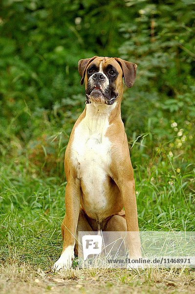 Boxer  Canis familiaris  seated. (Photo by: Auscape/UIG)