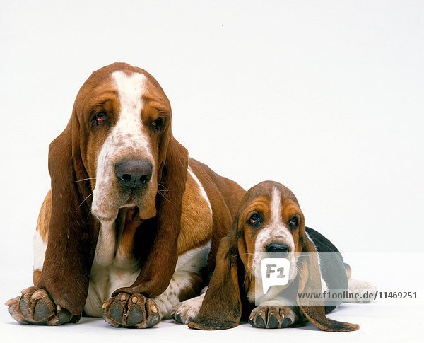 Basset hounds  Canis familiaris  female with pup lying side by side  studio photograph. (Photo by: Auscape/UIG)