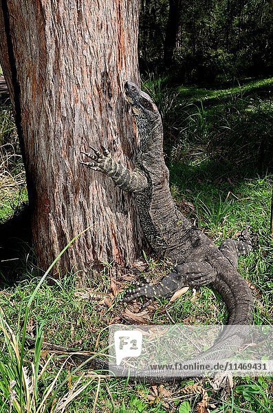 Lace monitor  Varanus varius  about to climb a tree. Deua National Park  New South Wales  Australia. (Photo by: Auscape/UIG)