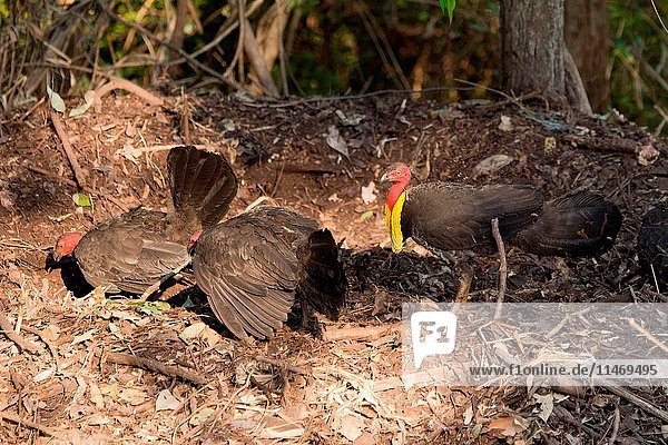 Australian brush-turkeys  Alectura lathami  mating on mound. Brisbane  Queensland  Australia. (Photo by: Auscape/UIG)
