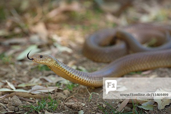 King brown snake  Pseudechis australis  flicking its tongue. Mornington Wildlife Sanctuary  central Kimberley  Western Australia. (Photo by: Auscape/UIG)