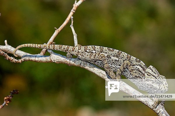 European Chamaleon (Chamaeleo chamaeleon) on a tree branch. Benalmadena  Malaga Province  Andalusia  Spain.
