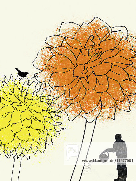 Gardener watering large dahlias