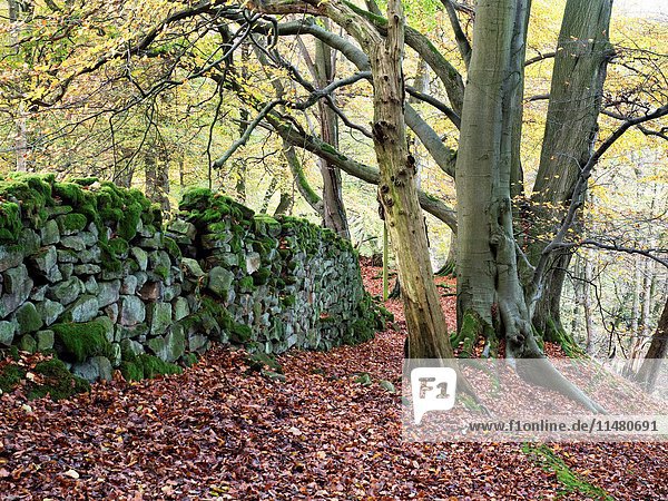 Old Mossy Wall and Autumn Trees in Skrikes Wood near Pateley Bridge North Yorkshire England.