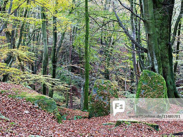 Autumn Trees and Mossy Rocks in Skrikes Wood near Pateley Bridge North Yorkshire England.