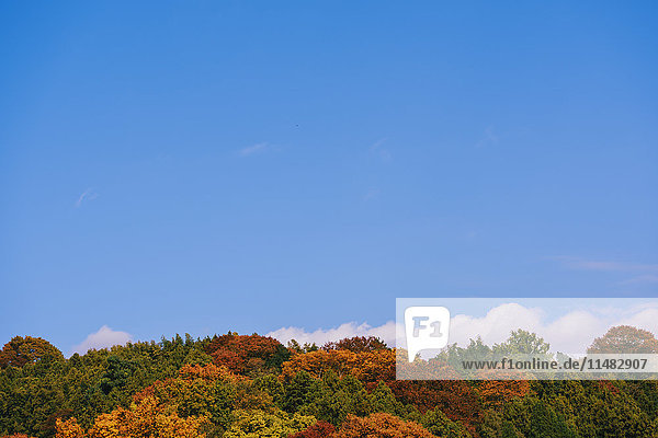 Herbstlaub und blauer Himmel am Sagami-See  Präfektur Kanagawa  Japan