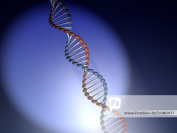 CG reconstruction of DNA chain