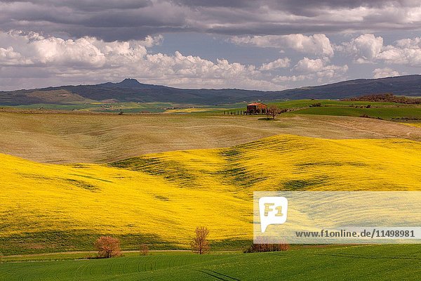 Pienza  Orcia valley  Tuscany  Italy. Rapeseed fields over the tuscany rolling hills.