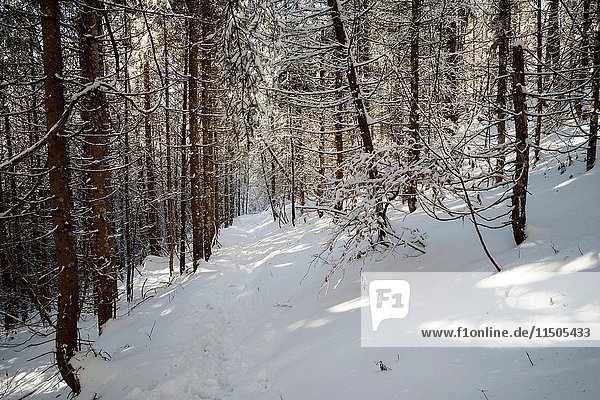 Hiking Trail in Hoher Nock mountain area in Limestone Alps National Park in Winter  Upper Austria  Austria