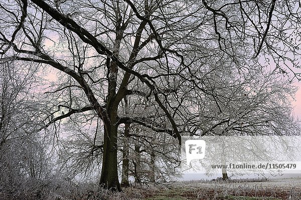 Covered in frost oak trees in a field on the edge of the Forest of Rambouillet  Haute Vallee de Chevreuse Regional Natural Park  Yvelines department  Ile de France region  France  Europe.
