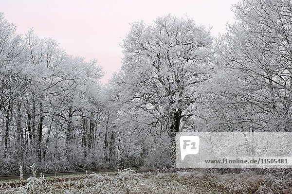 Covered in frost oak trees in a field on the edge of the Forest of Rambouillet  Haute Vallee de Chevreuse Regional Natural Park  Yvelines department  Ile de France region  France  Europe.