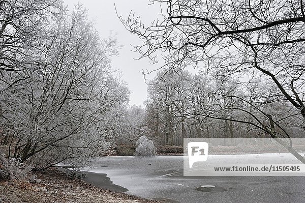 ''Etang Neuf'' iced pond in the Forest of Rambouillet  Haute Vallee de Chevreuse Regional Natural Park  Yvelines department  Ile de France region  France  Europe.