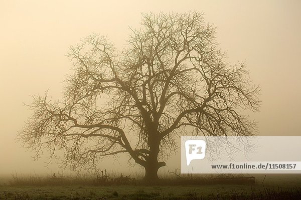 Tree in fog  Marion County  Oregon.