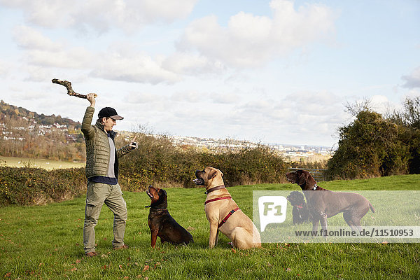 Hundespaziergänger  ein Mann mit erhobenem Arm  der einen Stock für drei Hunde wirft.