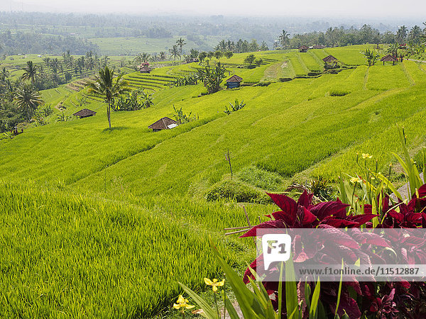 Rice terraces  Bali  Indonesia  Southeast Asia  Asia