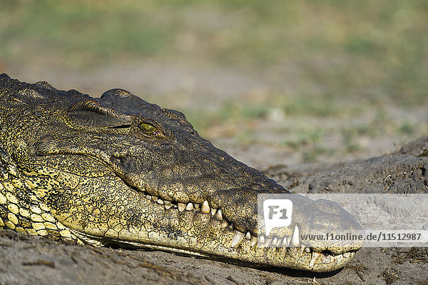 Ein Nilkrokodil (Crocodylus niloticus) an einem Flussufer  Chobe-Nationalpark  Botsuana  Afrika
