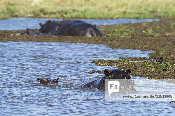 Flusspferd (Hippopotamus amphibius) im Khwai-Fluss  Khwai-Konzession  Okavango-Delta  Botswana  Afrika