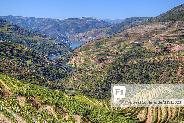 Weinberge und der Fluss Douro  Alto Douro Weintal  UNESCO-Welterbe  Portugal  Europa