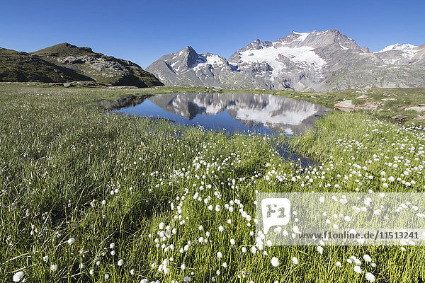 Baumwollgras umrahmt verschneite Gipfel  die sich im Wasser spiegeln  Val Dal Bugliet  Berninapass  Kanton Graubünden  Engadin  Schweiz  Europa