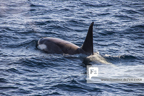 Schwertwal (Orca) (Orcinus orca)  Weddell  Meer  Antarktis  Polarregionen