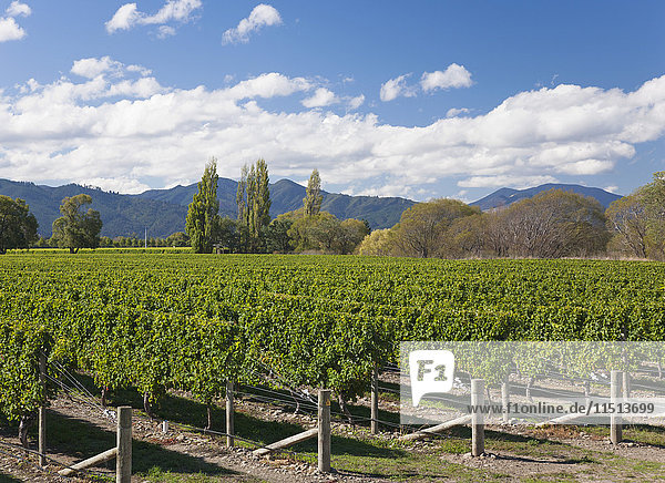 Geordnete Reihen von Weinstöcken in einem typischen Weinberg im Wairau Valley  Renwick  nahe Blenheim  Marlborough  Südinsel  Neuseeland  Pazifik