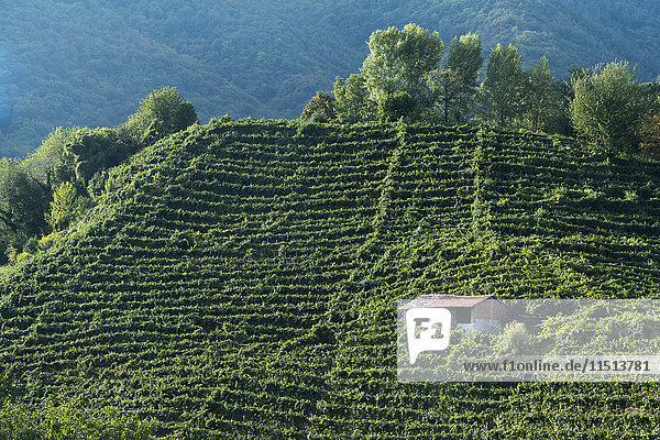 Colbertaldo  Valdobbiadene  Veneto  Italy  Europe