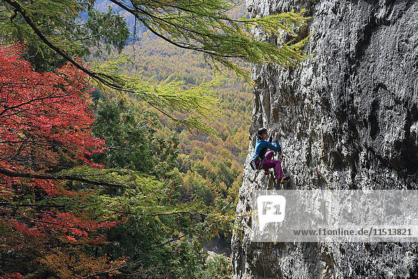 Eine Frau beim Klettern am Ogawayama  einem Berg an der Grenze zwischen den Präfekturen Nagano und Yamanashi  Honshu  Japan  Asien