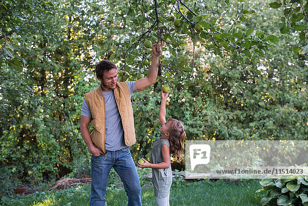 Father helping daughter reach apple on tree