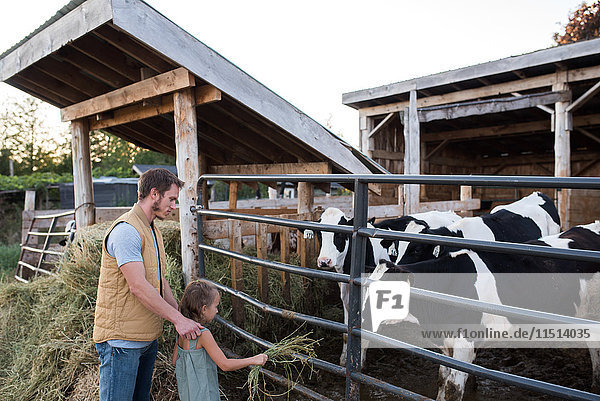 Vater und Tochter neben dem Kuhstall,  Tochter füttert die Kuh mit Heu