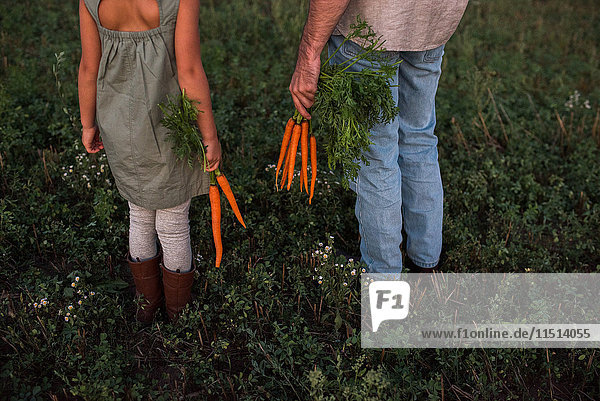 Vater und Tochter auf dem Feld stehend  halten frisch gepflückte Möhren  niedriger Schnitt  Rückansicht
