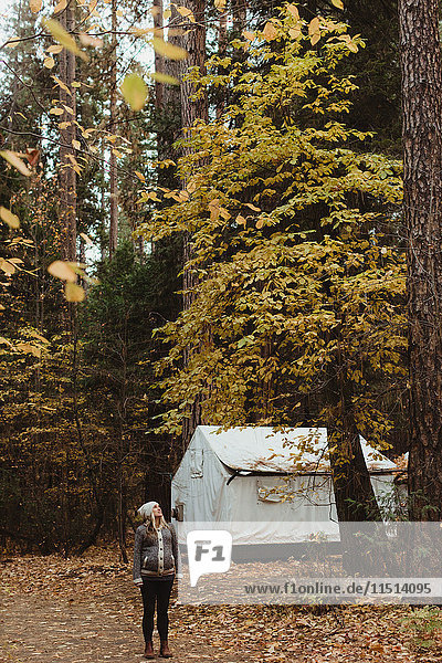 Wanderin im Wald  die auf einen Baum schaut  Yosemite National Park  Kalifornien  USA