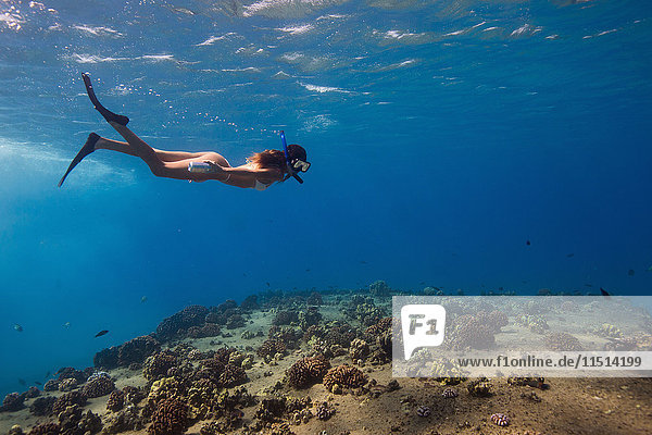 Underwater view of woman snorkeling  Oahu  Hawaii  USA