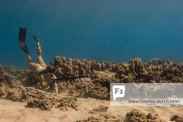 Unterwasseransicht einer Frau beim Speerfischen  Oahu  Hawaii  USA