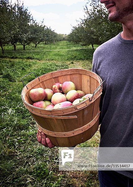 Der mittlere Teil des Mannes hält einen Eimer mit frisch gepflückten Äpfeln