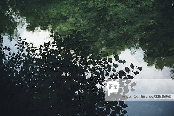 Reflexion von grünen Blättern im stillen Wasser