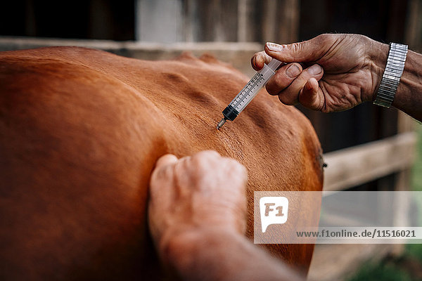 Kaukasischer Landwirt  der einer Kuh einen Impfstoff injiziert