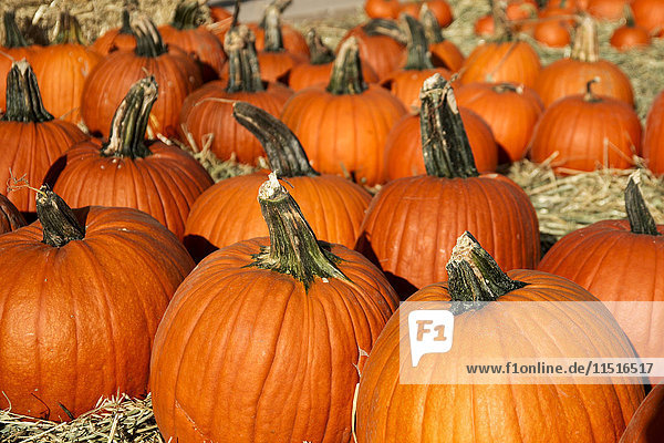 Large group of pumpkins