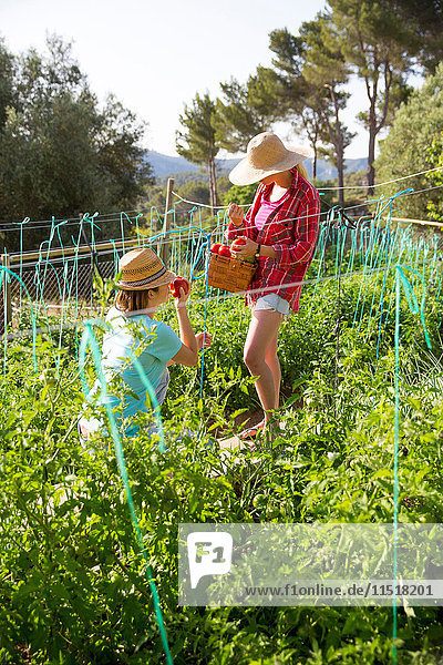 Zwei junge Gärtnerinnen pflücken Tomaten auf Biobauernhof