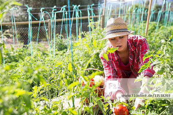 Junge Gärtnerin pflegt Tomatenpflanzen auf Biobauernhof