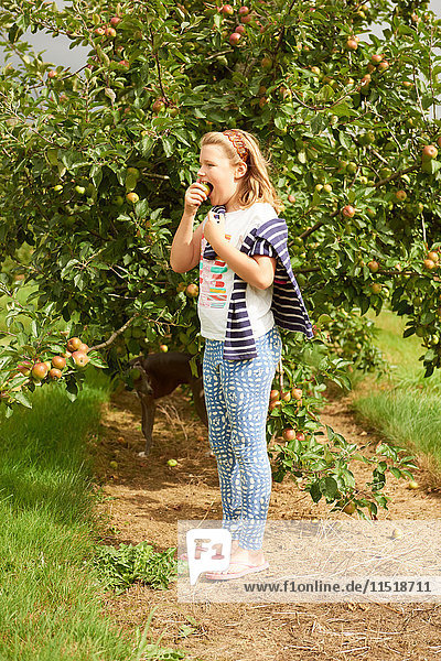Girl eating apple in apple orchard