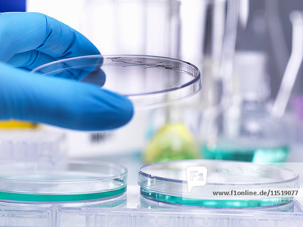 Wissenschaftler hebt den Deckel der Petrischale an  um das Wachstum der Probe während des Experiments im Labor zu untersuchen