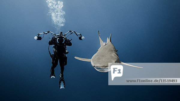 Scuba diver swimming with lemon shark  underwater view