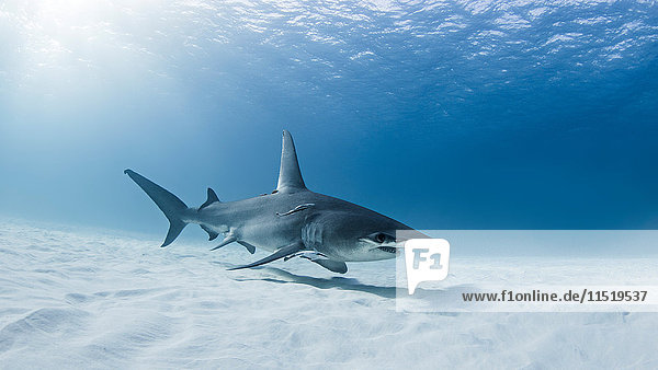Great Hammerhead shark  underwater view