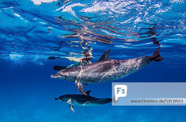 Atlantic Spotted dolphins  underwater view