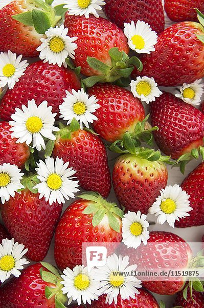 Erdbeeren und Gänseblümchen