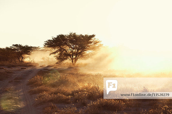 Staubige  trockene Ebene und unbefestigte Piste bei Sonnenuntergang  Namibia  Afrika