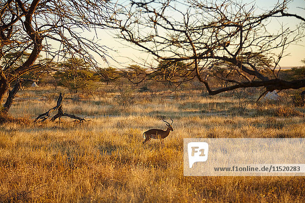 Gazelle in flacher Landschaft  Namibia  Afrika