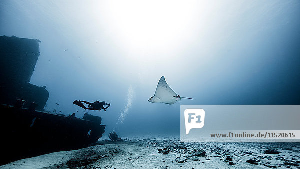 Taucher beim Schwimmen mit Eagle Ray  Unterwassersicht  Cancun  Mexiko