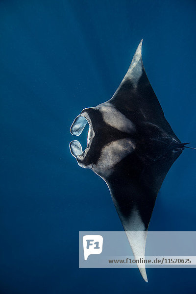 Riff Manta Unterwasser-Ansicht Socorro Mexiko
